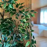 Apartment Swiss Thunersee Spiez